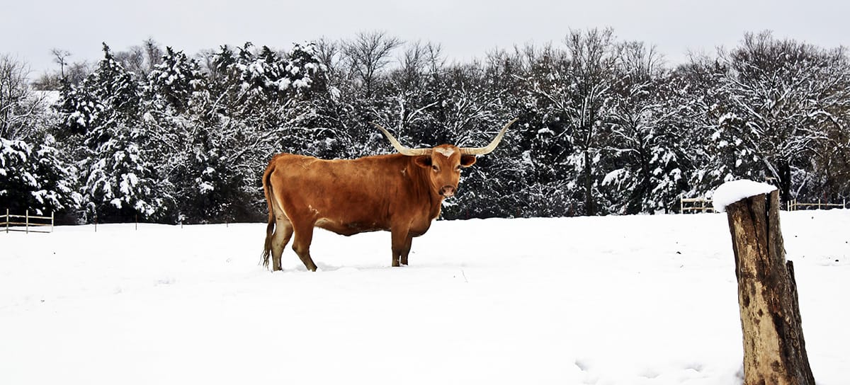 Texas longhorn cattle standing in snow